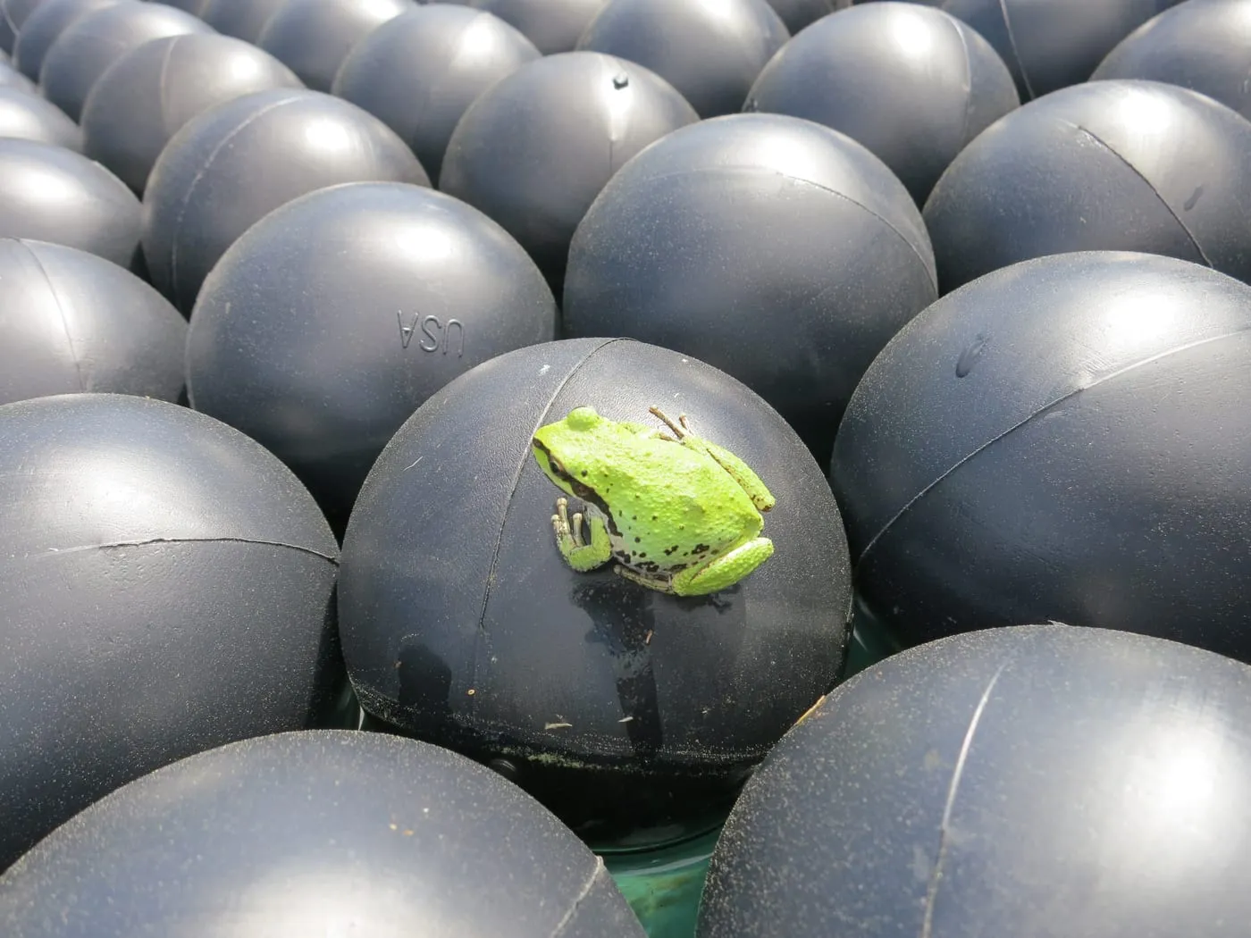 Close-up of black UV-stabilized HDPE Armor Ball® covers floating tightly together, with a small green tree frog resting on one.